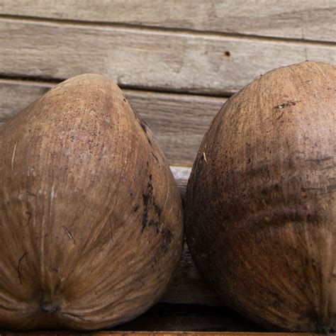 Sol naturel en coco : pose, prix et entretien .